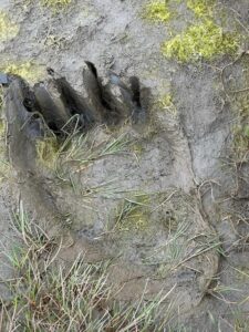 alaska bear viewing trips