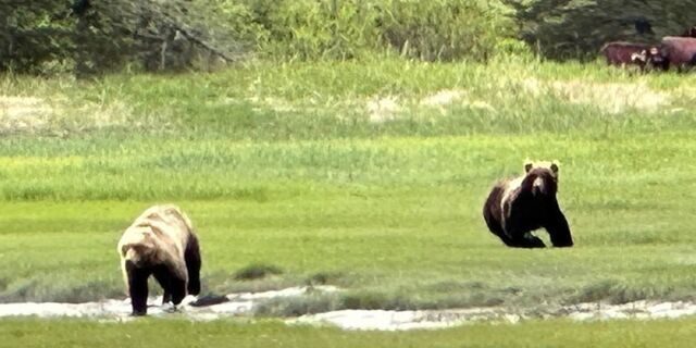 alaska bear viewing trips