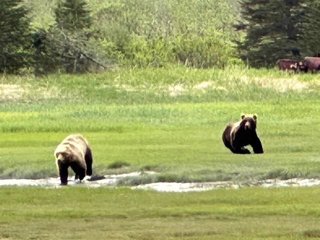 alaska bear viewing trips