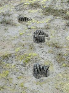 alaska bear viewing trips
