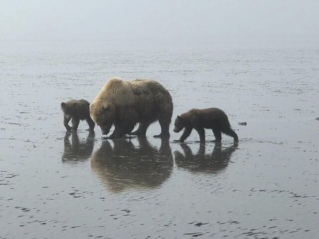 homer bear tours by boat