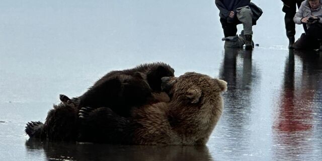 alaskan brown bear tours