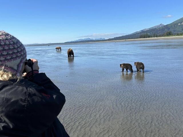 alaskan brown bear tours