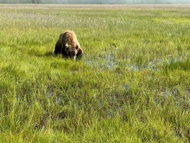 alaskan brown bear tours