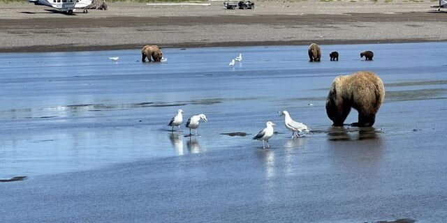 alaskan brown bear viewing