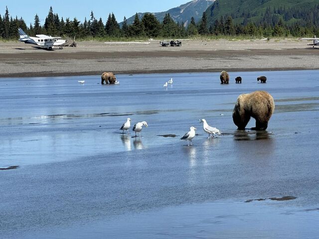 alaskan brown bear viewing