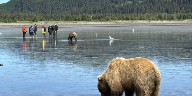alaskan brown bear viewing