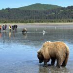Bear Viewing Report – 31st August 2023
