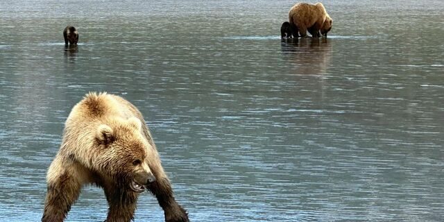 alaskan brown bear viewing
