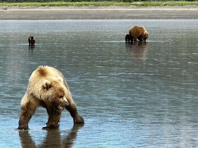 alaskan brown bear viewing