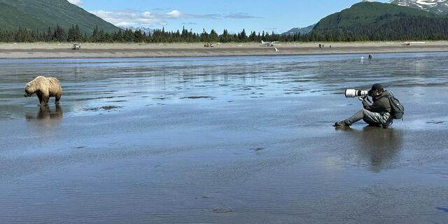 alaskan brown bear viewing