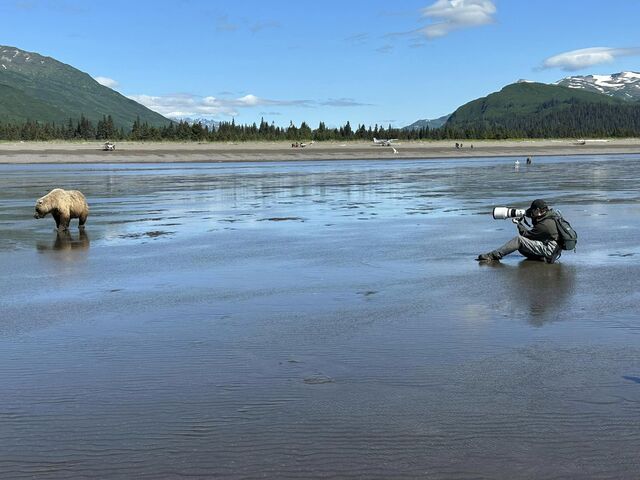 alaskan brown bear viewing