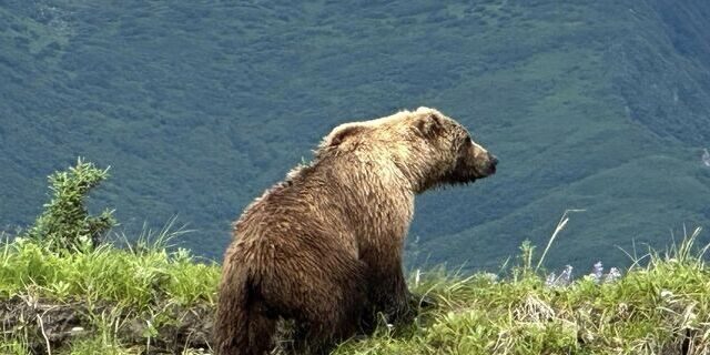 bear viewing alaska