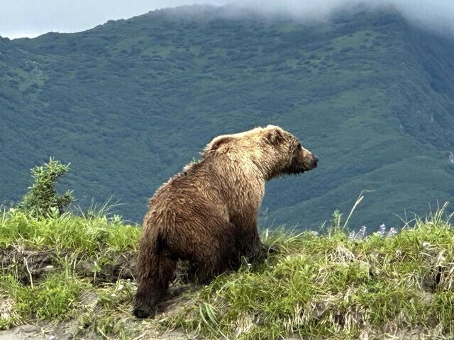 bear viewing alaska