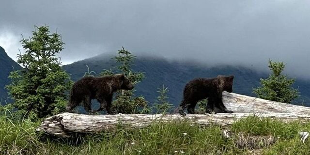 bear viewing alaska