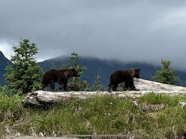 Bear Viewing Report – 21st July 2023