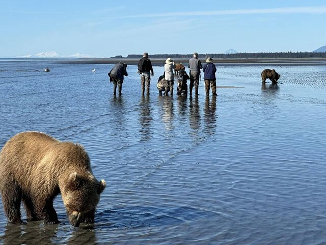 bear viewing in alaska