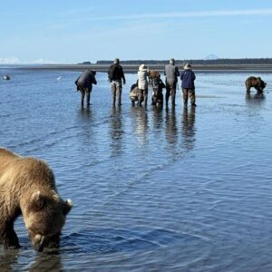 bear viewing in alaska