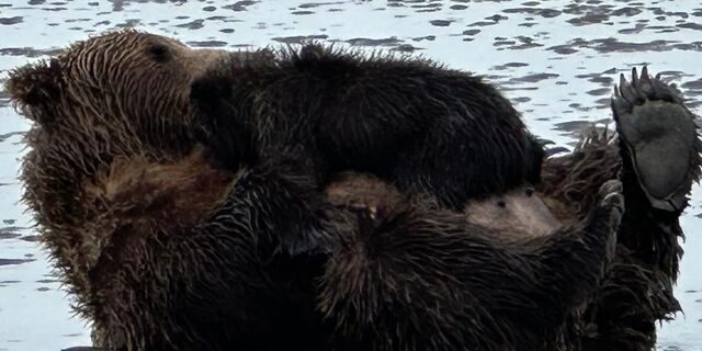 bear viewing in alaska