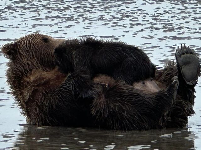 bear viewing in alaska