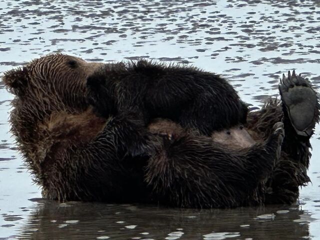 Bear Viewing Report – 17th July 2023