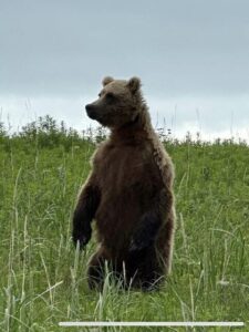 bear viewing tours in alaska
