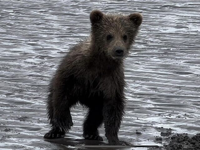bear viewing tours in alaska