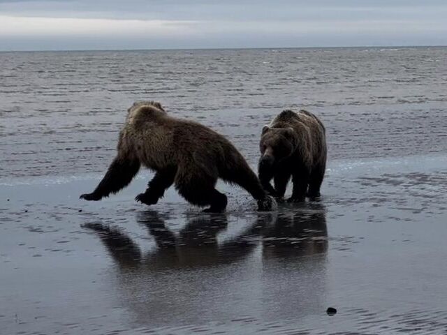 homer bear tours by boat