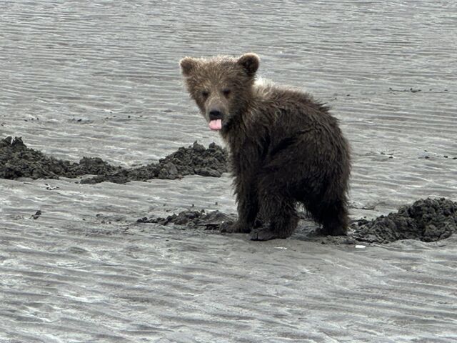 bear viewing tours in alaska
