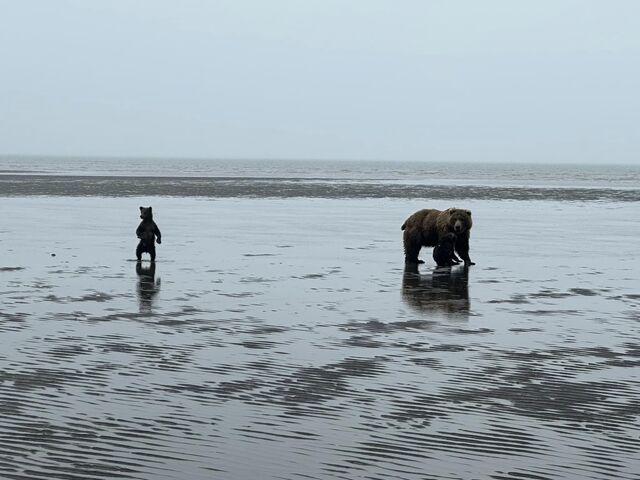 bear viewing tours in alaska