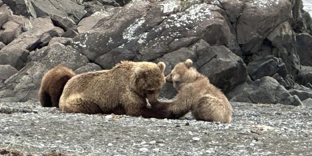 bear viewing tours in alaska