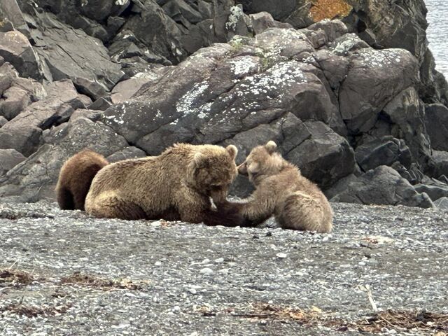 bear viewing tours in alaska