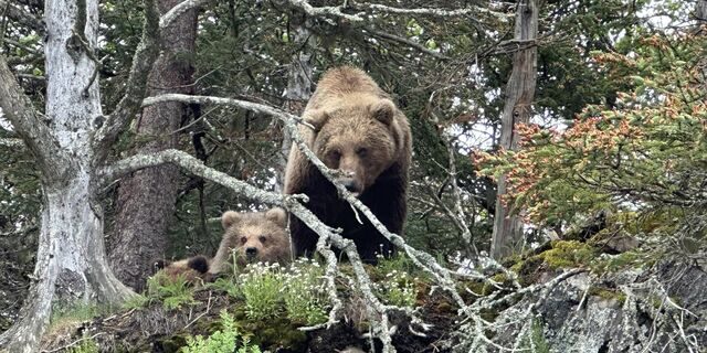 bear viewing tours in alaska