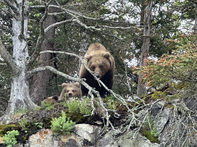 bear viewing tours in alaska