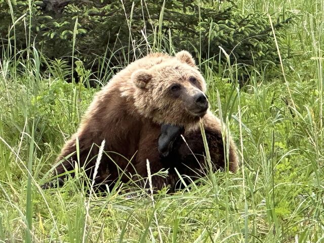 bear viewing tours in alaska