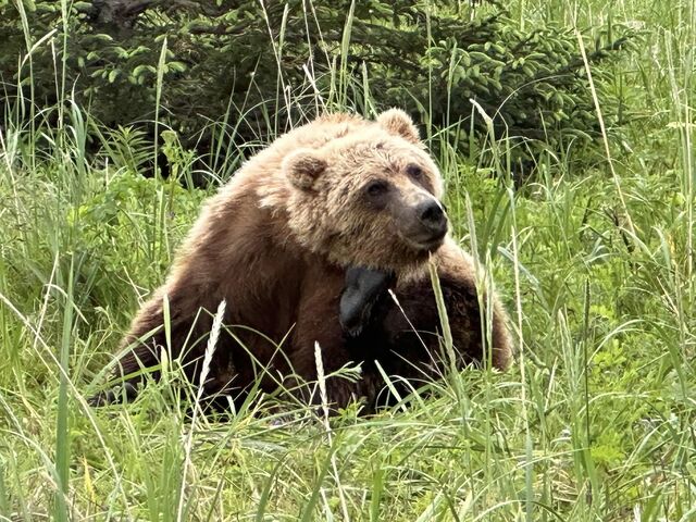 Bear Viewing Report – 10th July 2023