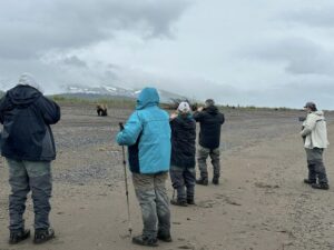 bear watching alaska