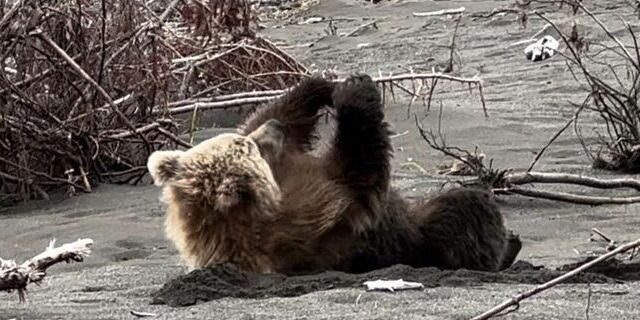 bear watching alaska