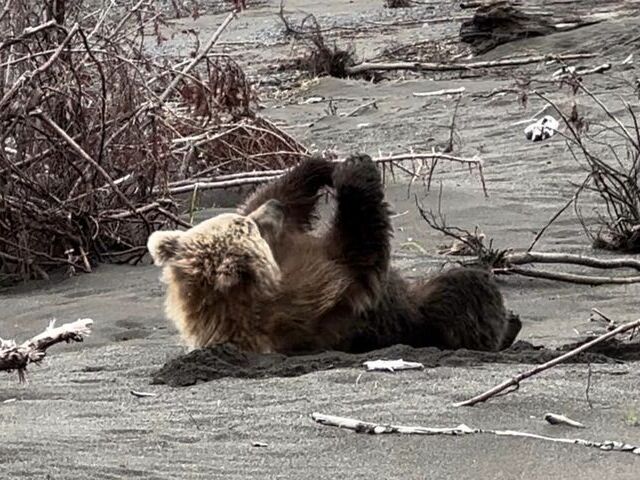 bear watching alaska