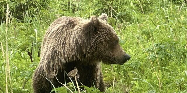 bear watching alaska