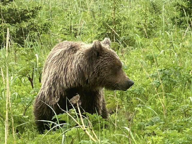 bear watching alaska