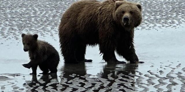 bear viewing tours in alaska
