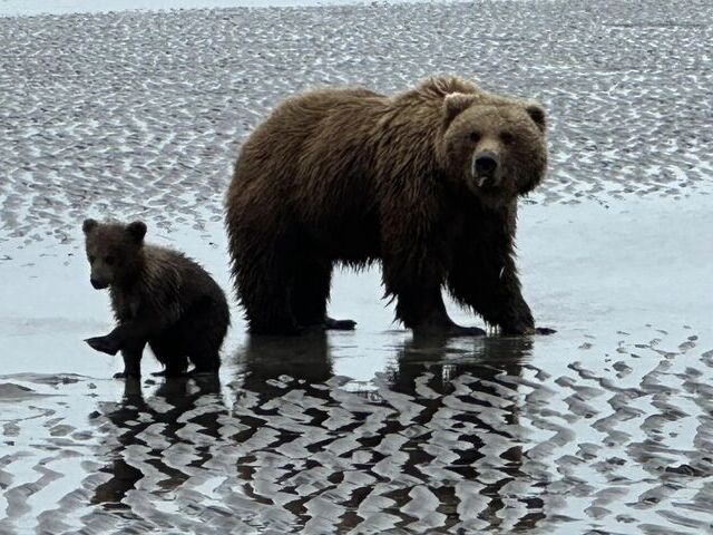 bear viewing tours in alaska