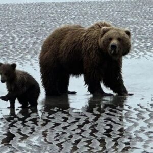 bear viewing tours in alaska