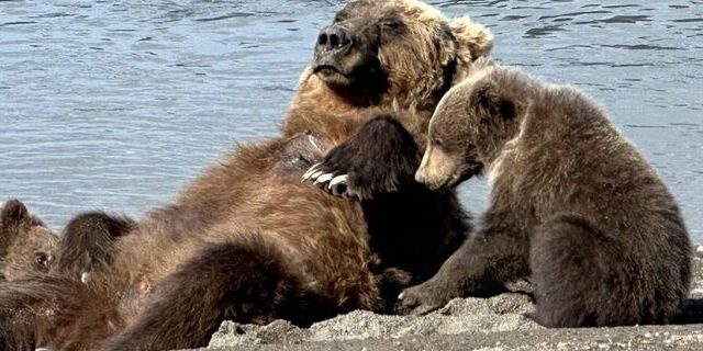 alaskan brown bear tours