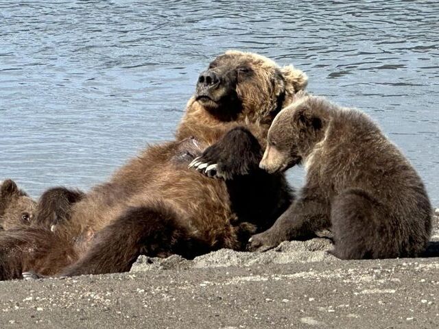 alaskan brown bear tours