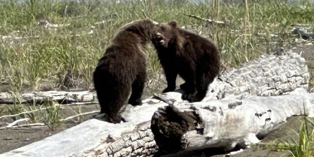 alaskan brown bear tours
