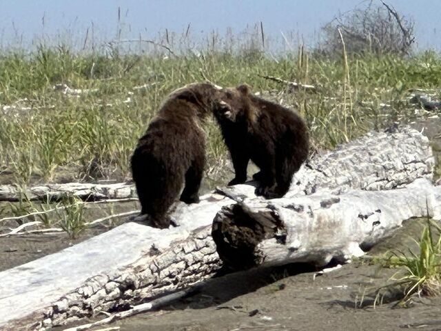 alaskan brown bear tours