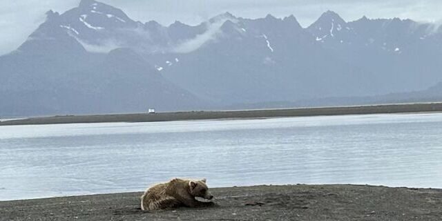 alaskan brown bear viewing