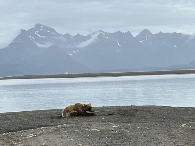 alaskan brown bear viewing